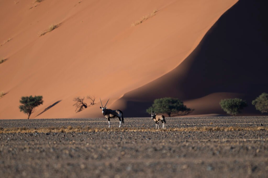 Photographer london oryx in dune